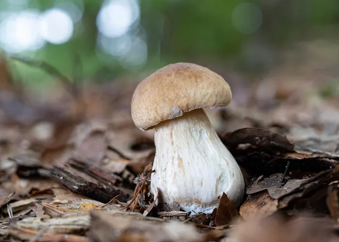 Ostoja Bukowo, Sun & Snow * Borowy Mlyn